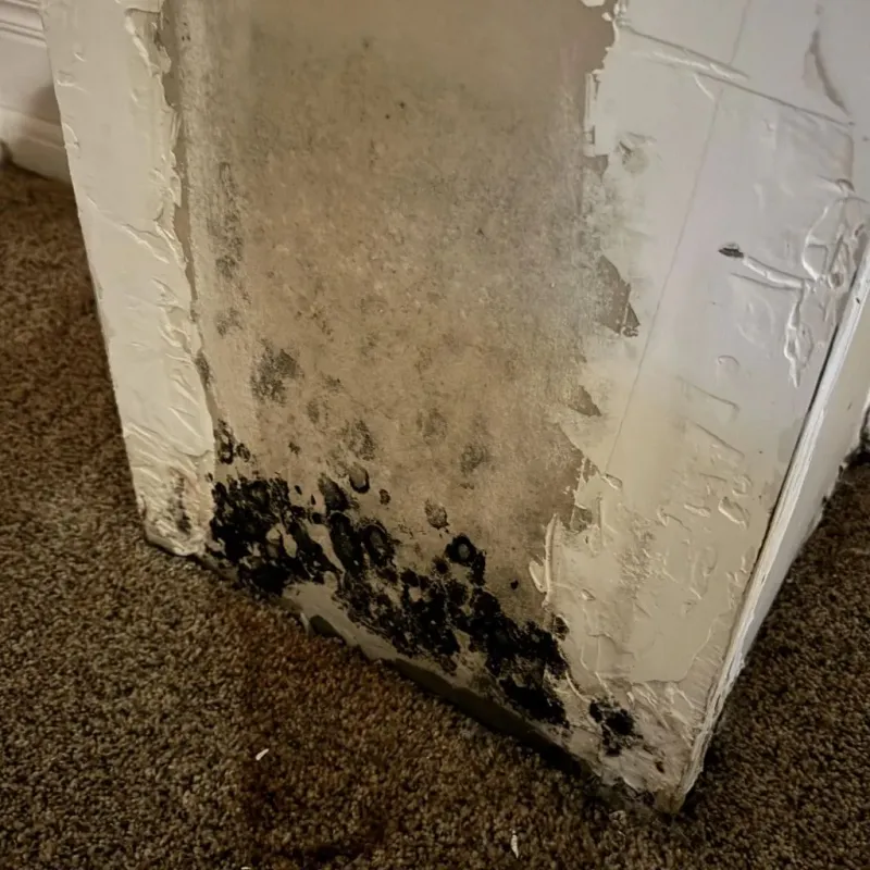Professional Mold Removal in Lincoln, ME